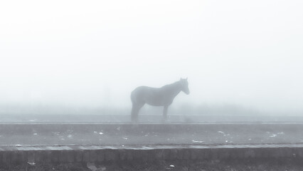 horse in winter