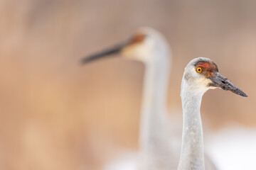 Two Sandhill cranes. Two juvenile Sand hill cranes curious and close in the snow in winter time