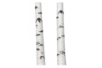Two birch tree trunks with white and black textured bark, standing vertically on a transparent alpha background