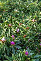 春を待つシャクナゲのつぼみと艶葉