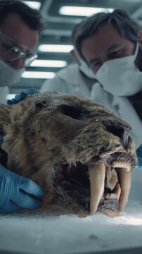 Un primer plano de la cabeza de un mamut lanudo examinada por cient&iacute;ficos en un laboratorio.