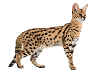 Serval Cat Standing Profile View with Spotted Fur and Tall Ears on Black Isolated Background