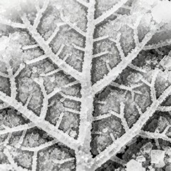 Texture Defined salt patterns to mimic leaf veins
