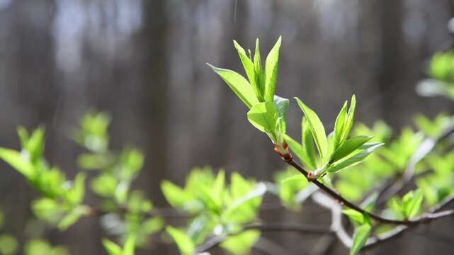 New leaves appear on a branch in a forest. The sunlight shines on the leaves, highlighting their bright green color. It is springtime and nature is coming back to life.