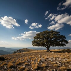 Tree on a Mountain Rugged landscape with a solitary tree (2)