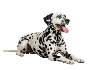 Beautiful, joyful purebred dalmatian dog with spotted coat, lying on reflective bright white studio background, mouth open, pink tongue, looking right, happy commercial pet concept