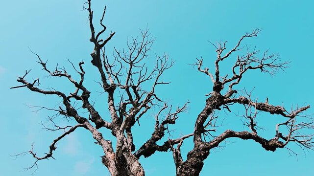 A dead, leafless tree with gnarled branches reaching towards a bright blue sky. The dry, dark wood contrasts sharply with the clear sky, highlighting its intricate, spiky structure.