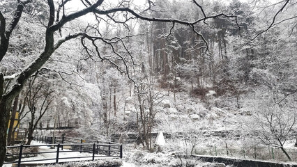 눈이 쌓여 아름다운 가을 숲