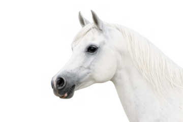 Arabian horse head profile, white equine body, animal portrait, noble concept with transparent background