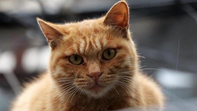 Potrait of cute stray cat.