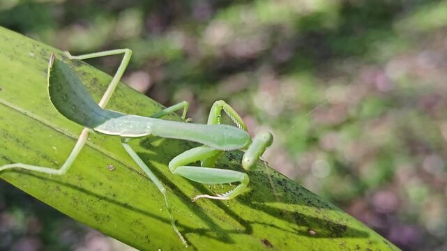 A green praying mantis perches on a rustling leaf.