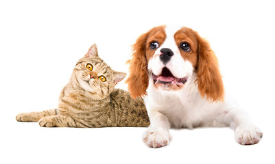 Cute Spaniel puppy and Scottish Straight cat lying together isolated on white background