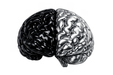 Human brain hemispheres showing analytical and creativity concepts with metallic black and silver sides