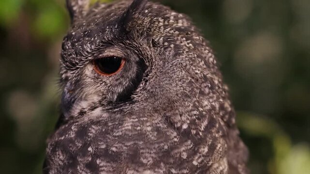 Extreme Close Up of an Owl Turning Its Head