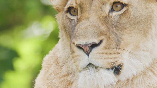 Extreme Close-Up of a Lioness Face Against Blurred Green Foliage