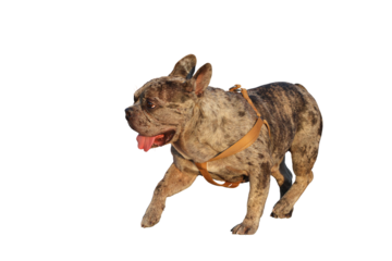 Brindle French Bulldog isolated on transparent background png file