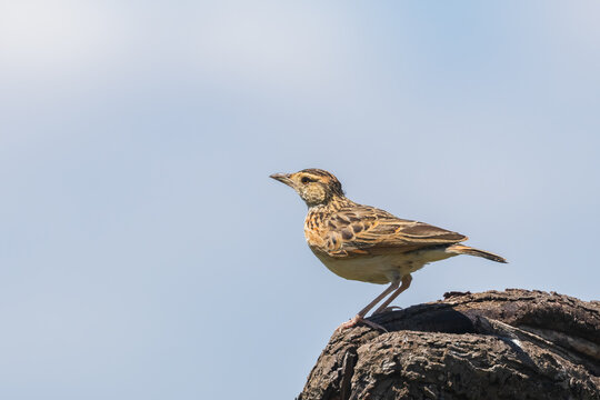 Close up view of a Rufous naped Lark (Corypha africana or Mirafra africana) native to sub-Saharan Africa.