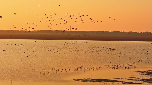 At sunset, flocks of migratory birds, swans, and geese take flight over Poyang Lake.