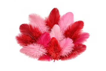 Soft red, fuchsia, and pink fluffy feathers creating a gentle, romantic texture on a transparent backdrop, ideal for design