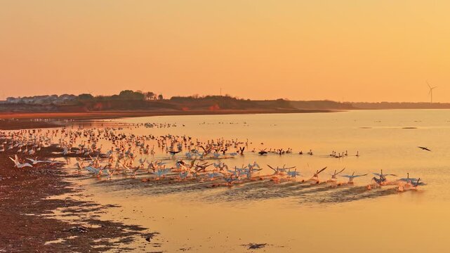 At sunset, flocks of migratory birds, swans, and geese take flight over Poyang Lake.