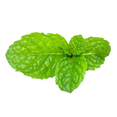 Natural Green Mint Leaf Isolated PNG Suitable for Herbal and Food Concepts © Noire8lossom