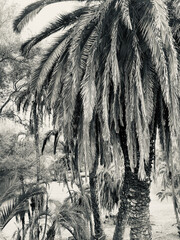 Palm Trees in Coastal California
