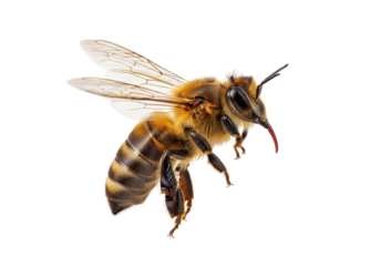 A single Apis mellifera honey bee in mid-flight, furry brown and black body, transparent wings, extended proboscis, isolated on a transparent studio background with copy space, concept of insect life