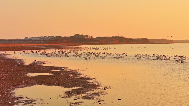 At sunset, flocks of migratory birds, swans, and geese take flight over Poyang Lake.