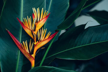 abstract tropical leaf textures on dark tone, natural green background.