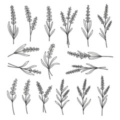 Elegant lavender flower line art for branding, textiles, and stationery design, perfect for adding a touch of natural beauty to your projects © rohmat