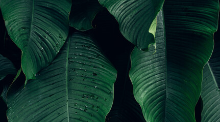 abstract tropical leaf textures on dark tone, natural green background.