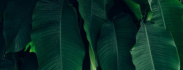 abstract tropical leaf textures on dark tone, natural green background.