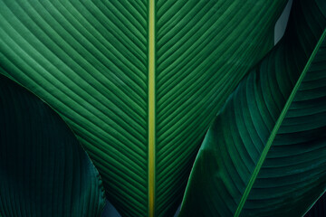 abstract tropical leaf textures on dark tone, natural green background.