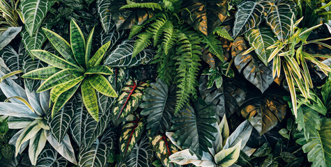 Creative nature green background, tropical leaf banner or floral jungle pattern concept.