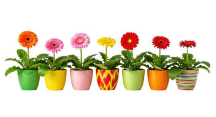 A meticulous row of seven vibrant, full-bloom gerbera daisies in varied ceramic pots, against a transparent studio background with bright, shadowless lighting, ultra-realistic spring concept of