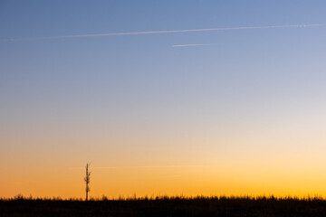 abgestorbener Wald im Sonnenuntergang