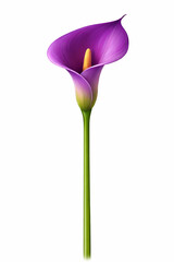 Vector Illustration of Purple Calla Lily Flower
