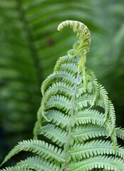 Close-up of spring green fern leaf