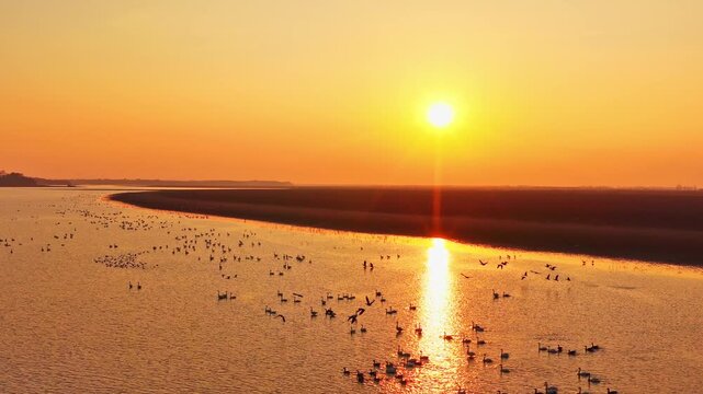 At sunset, flocks of migratory birds, swans, and geese take flight over Poyang Lake.