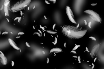 Bright dance of scattered wings, playful White Feather overlay with crisp plumes and soft blurred shapes, adding light, romance and fantasy sparkle to portraits, invitations and dreamy stories

