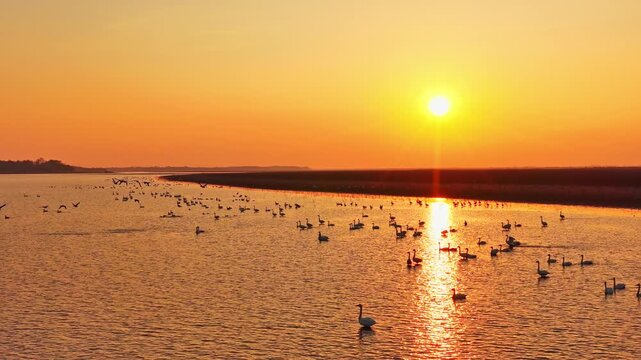 At sunset, flocks of migratory birds, swans, and geese take flight over Poyang Lake.