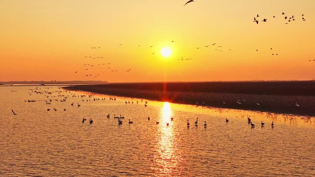 At sunset, flocks of migratory birds, swans, and geese take flight over Poyang Lake.