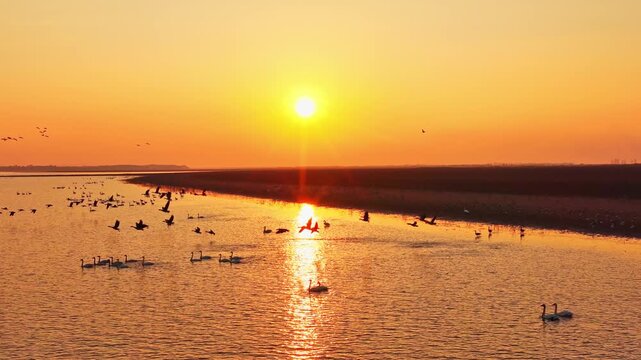 At sunset, flocks of migratory birds, swans, and geese take flight over Poyang Lake.