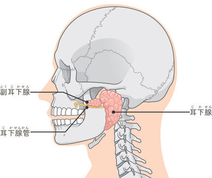 耳下腺のイラストparotid gland illustration