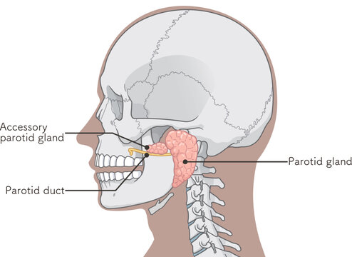 耳下腺のイラストparotid gland illustration