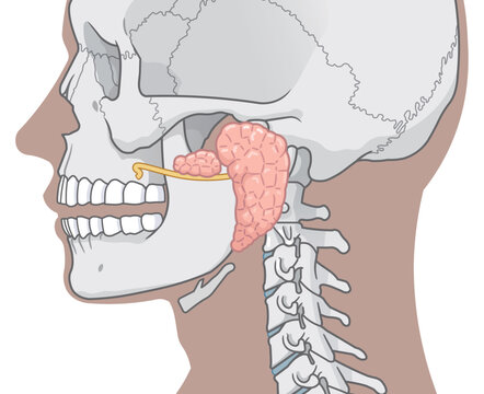 耳下腺のイラストparotid gland illustration