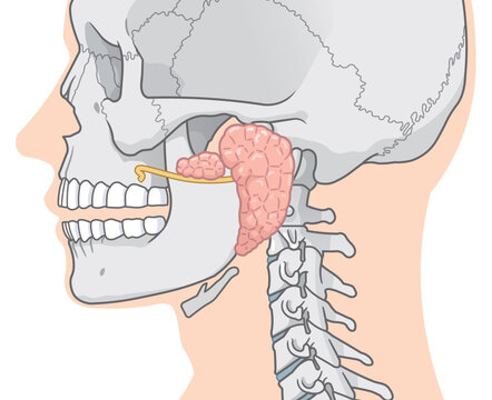 耳下腺のイラストparotid gland illustration
