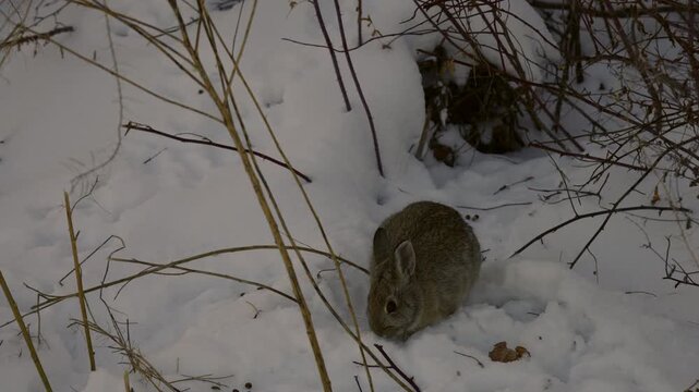 A cottontail rabbit, hare nestled in a snowy enclave, seeking warmth amidst winter's embrace, eating plant - 4K Stock Video