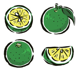 すだち　葉付き・くし切り・半分に切ったもの　筆タッチ手描きイラスト