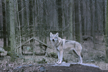 Wolf in the Forest , Eurasian Wolf (Canis lupus lupus) Close-Up Portrait in Natural Habitat	